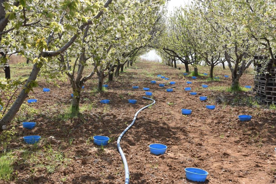 Mavi leğenleri görenler şaştı kaldı! Nedeni ortaya çıktı, 'bakla zınnı'na karşı mucize formül 12